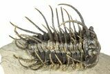 Spiny Koneprusia Trilobite - Foum Zguid, Morocco #344463-2